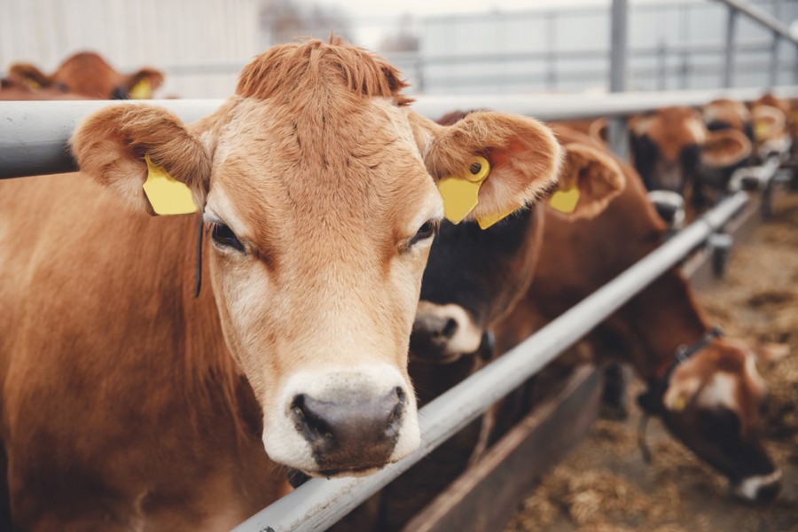 Le Sommet de l'élevage, l'événement majeur du secteur de l'agriculture en Auvergne